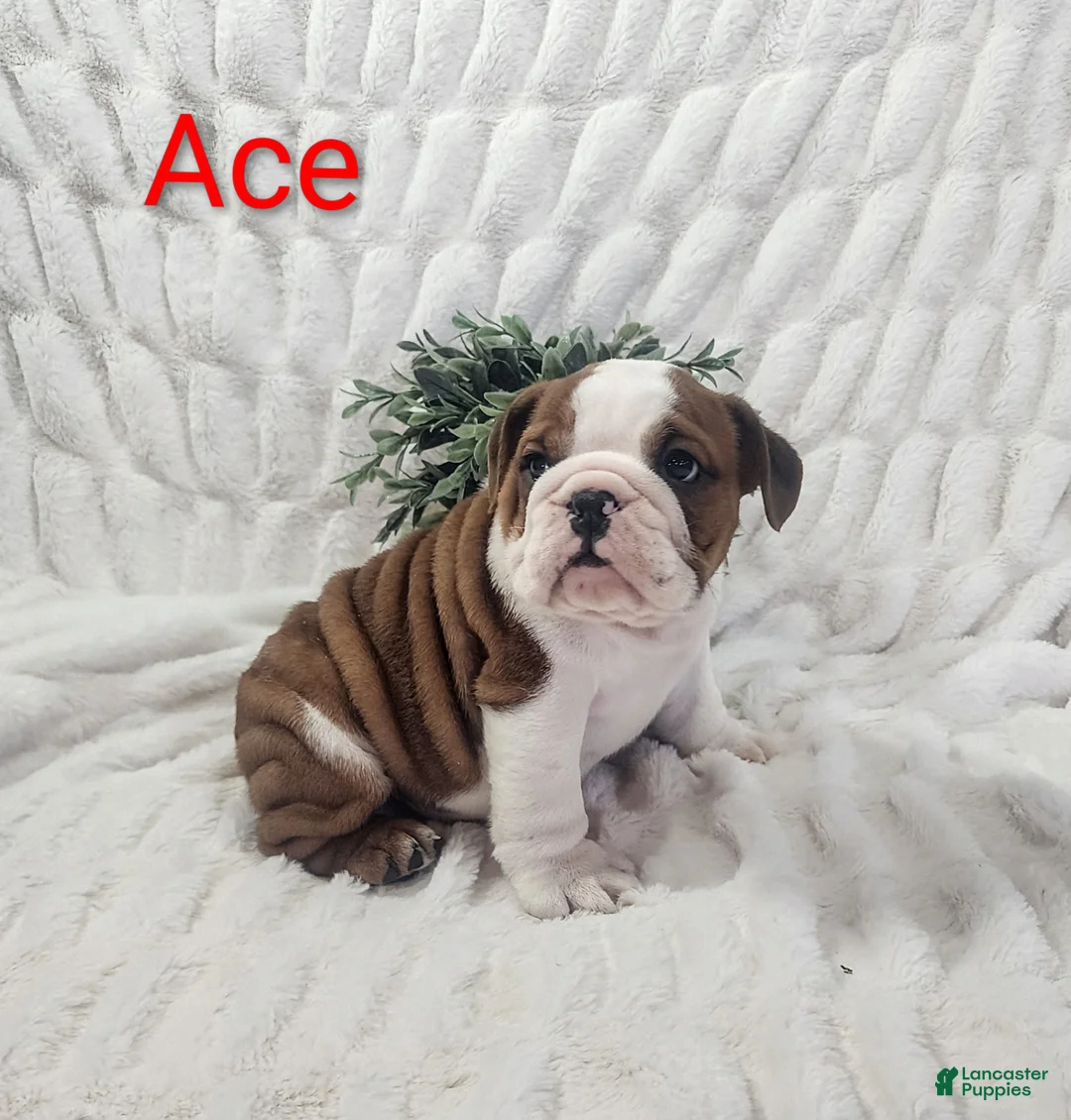 English Bulldog dogs for sale: AKC Ace  - Ad 2