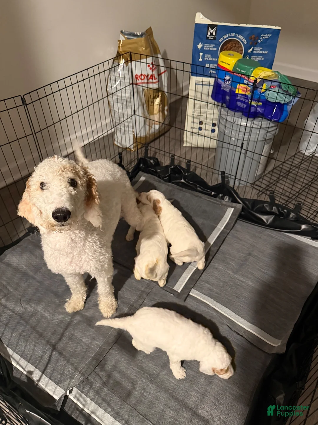 Mini Goldendoodle dogs for sale: Mini Goldendoodle 3 - Ad 2