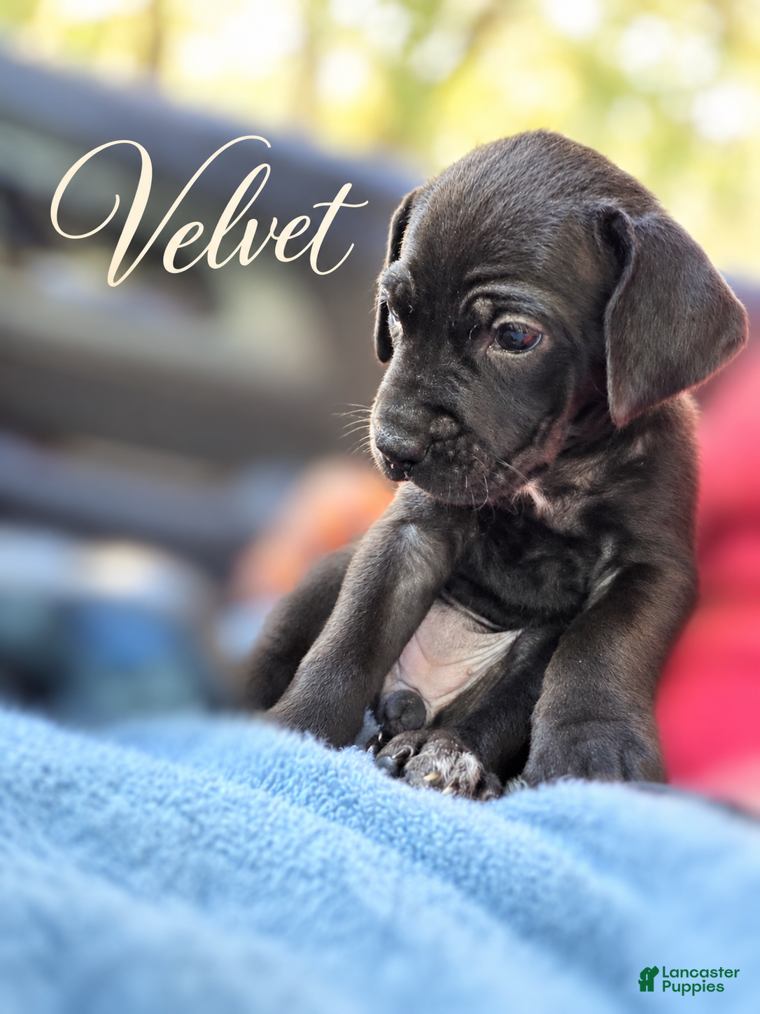 Cane Corso dogs Velvet - Ad 2