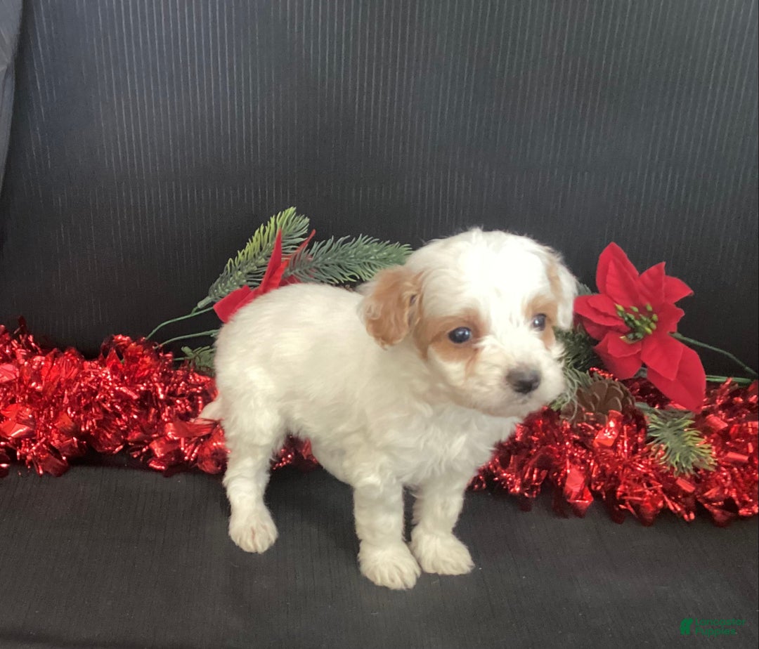 Mini Goldendoodle dogs for sale: Woody - Ad 4