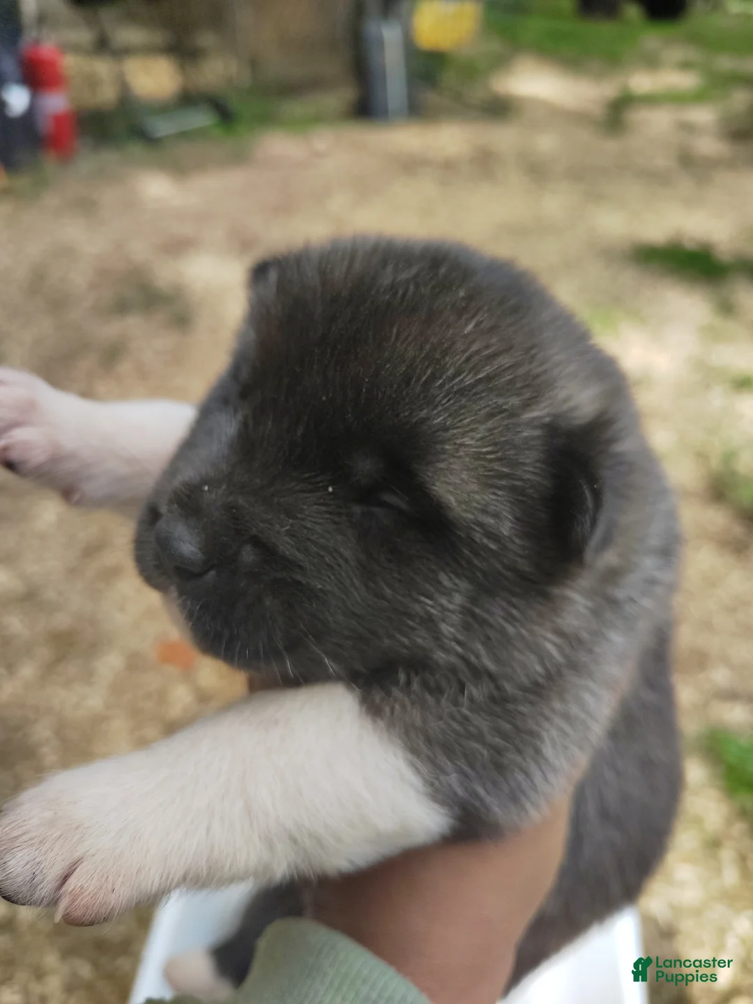 Akita dogs for sale: Akita boy #2 - Ad 2
