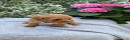 Toy Poodle dogs for sale: Penny - Ad 11