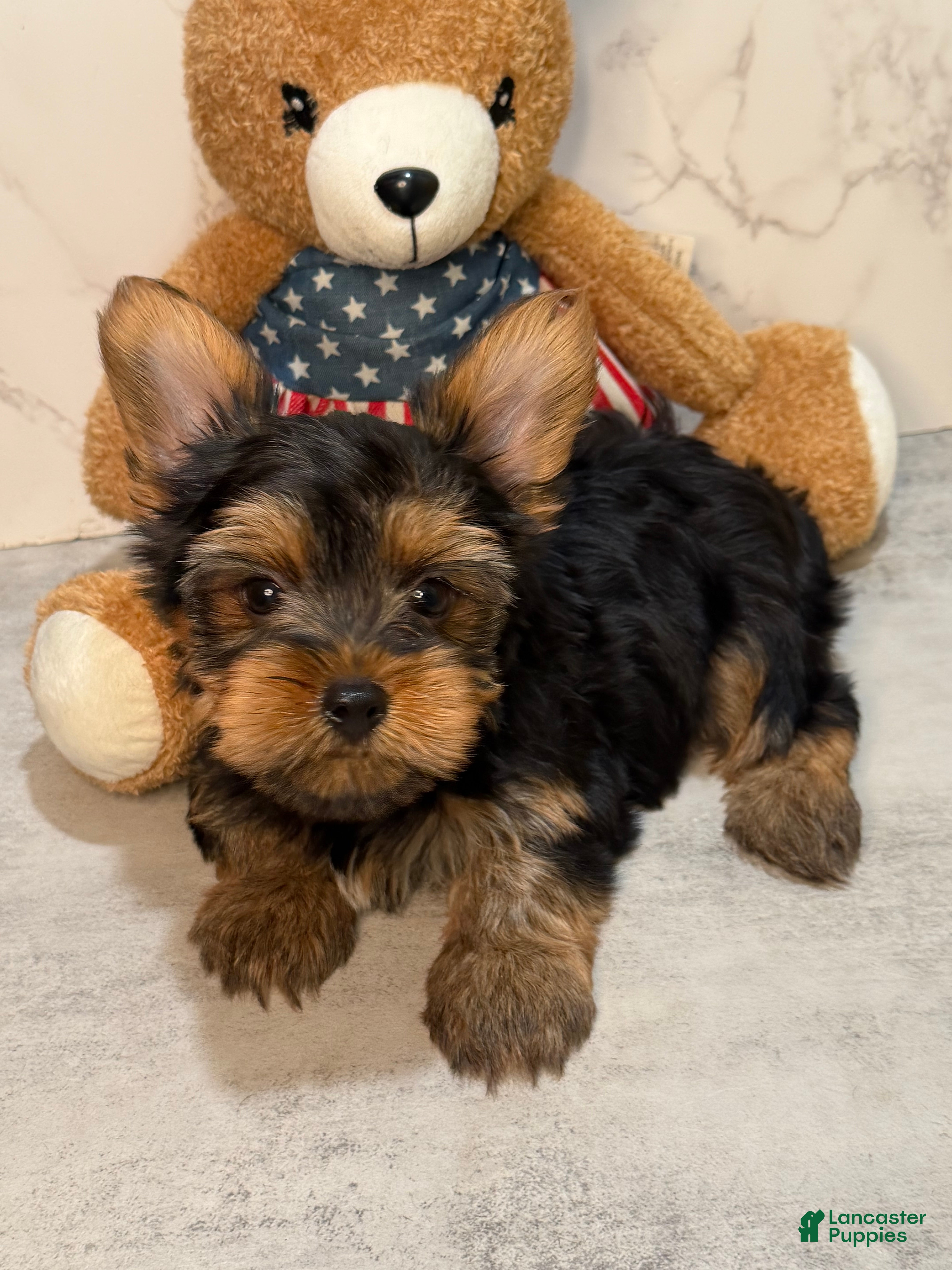 Yorkshire Terrier dogs Teacup Kenneth  - Ad 1