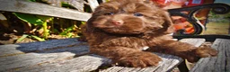 Havapoo dogs for sale: Pringles - Ad 7