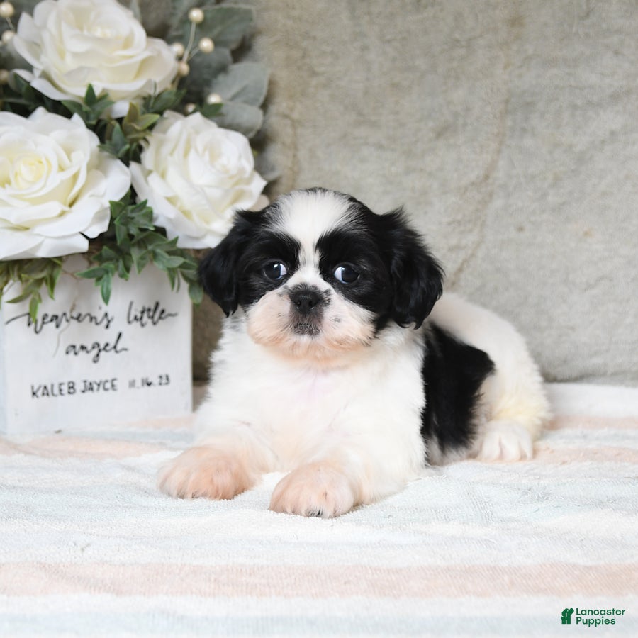 Shih Tzu dogs Queenie - Ad 2