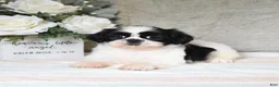 Shih Tzu dogs for sale: Queenie - Ad 2