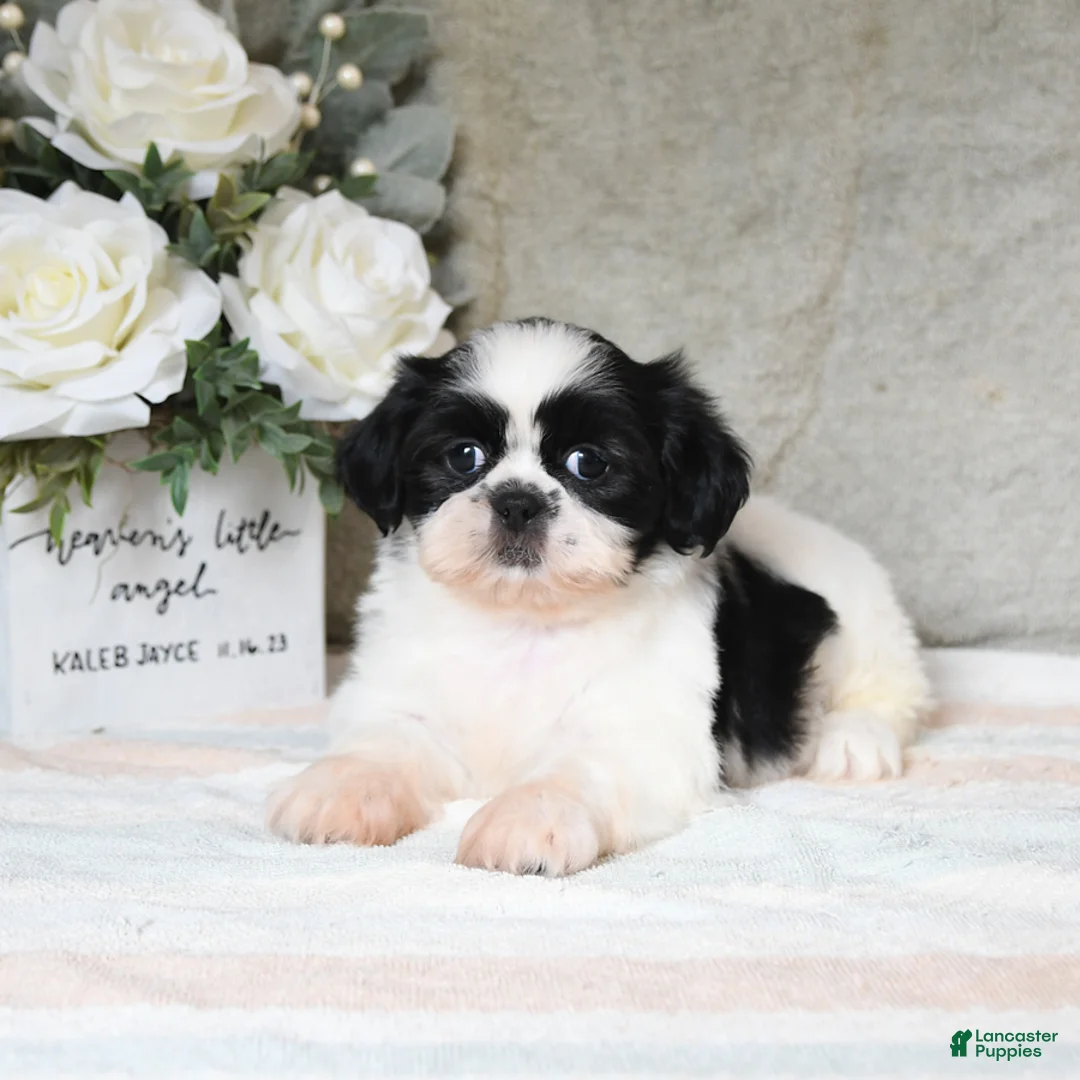 Shih Tzu dogs for sale: Queenie - Ad 2