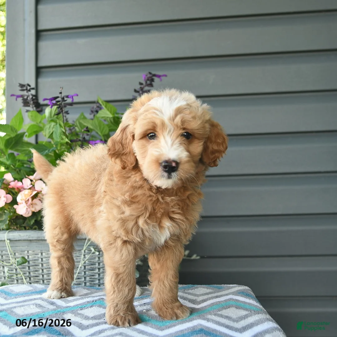 Mini Goldendoodle dogs for sale: Alex - Ad 3