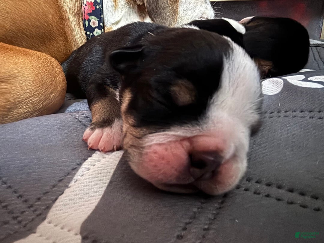 Gallery Image {{count}}