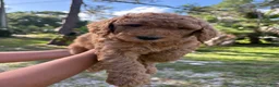 Mini Goldendoodle dogs for sale: Navi - Ad 4