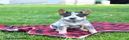 Australian Cattle Dog dogs for sale: Reeses - Ad 3
