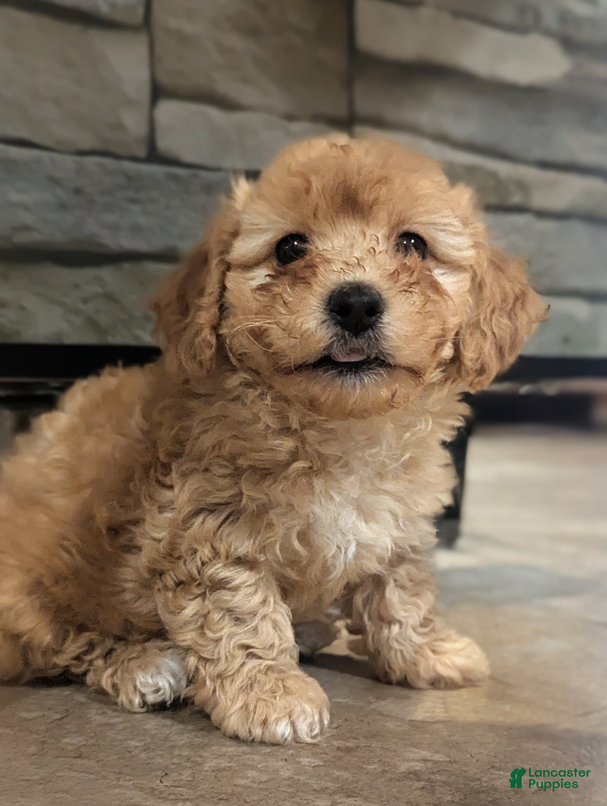 Havapoo dogs Luna  - Ad 40