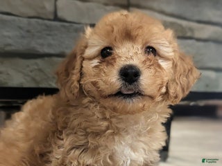 Havapoo dogs Luna - Ad 40