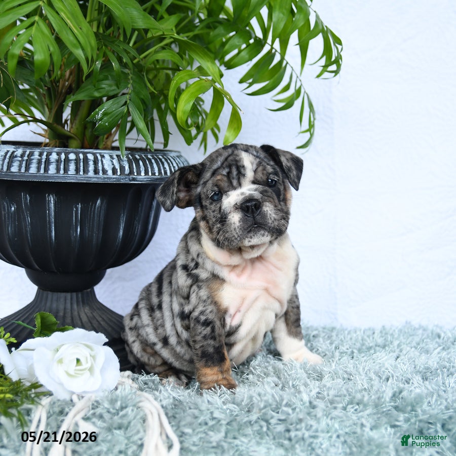 English Bulldog dogs Sage - Ad 1