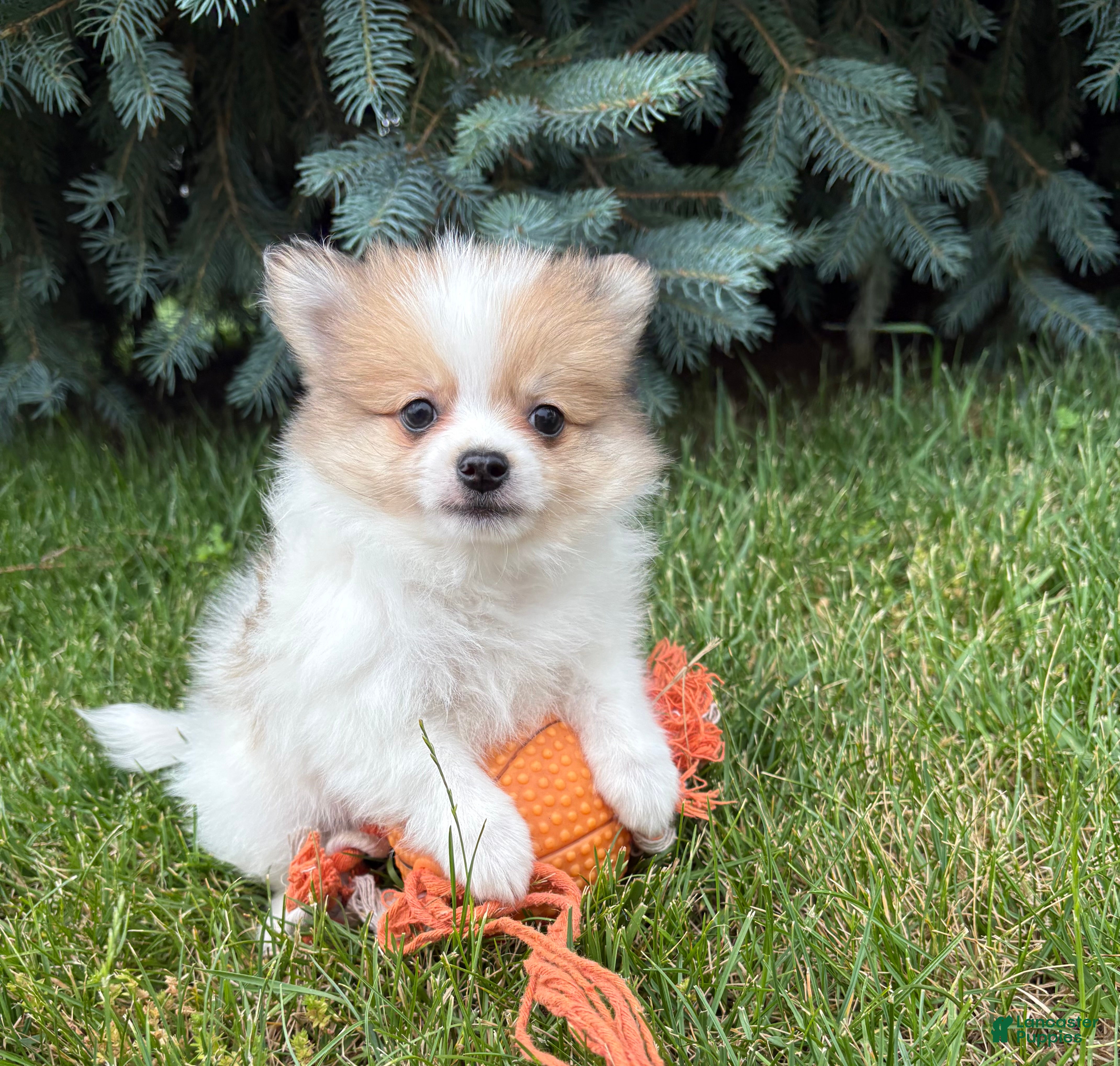 Pomeranian dogs Knox - Ad 1