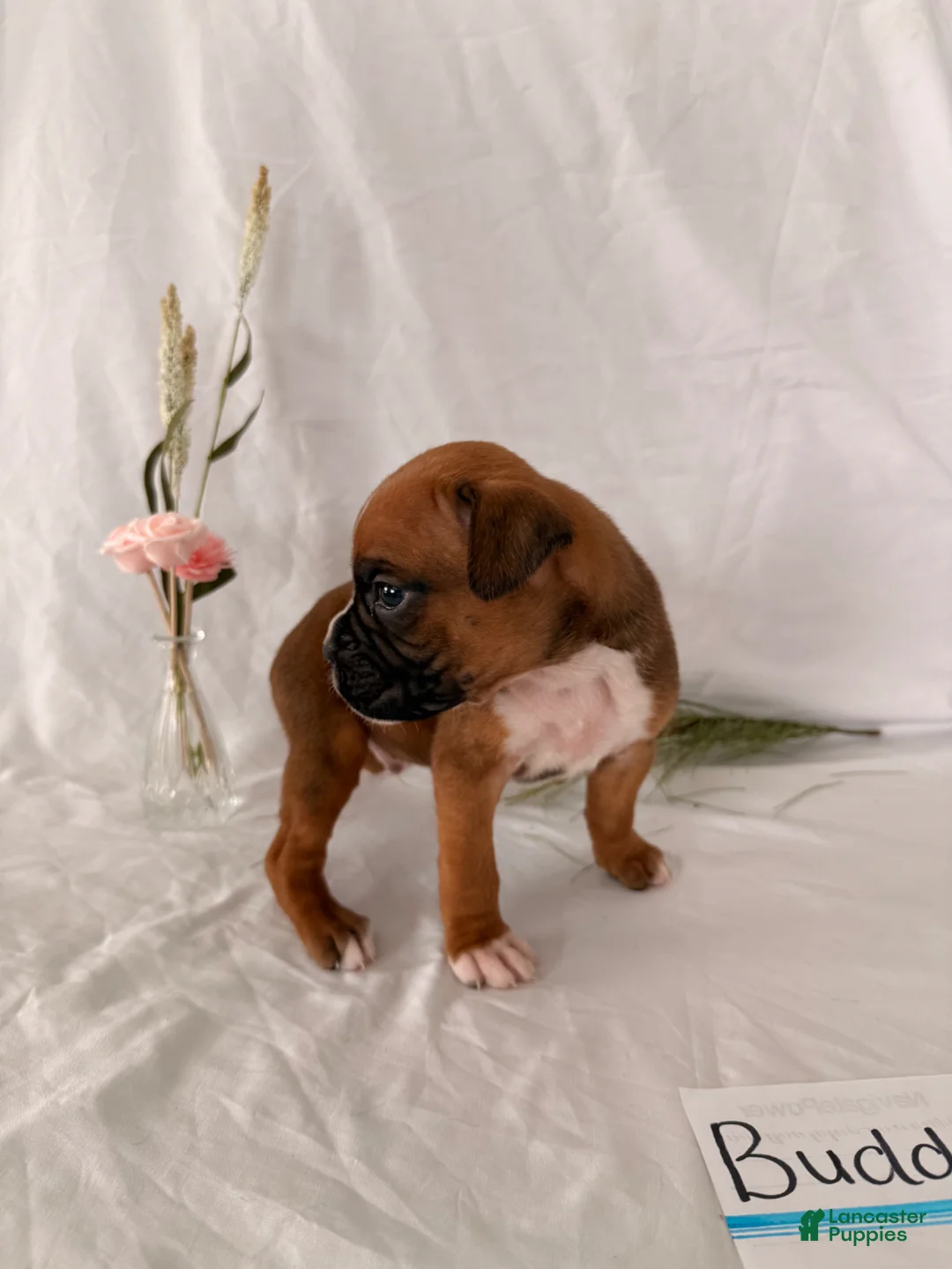Boxer dogs for sale: Buddy - Ad 2
