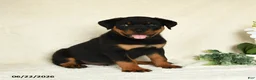 Rottweiler dogs for sale: Axel - Ad 3