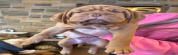 Dogue De Bordeaux dogs for sale: Dogue De Bordeaux Puppy 3 - Ad 1