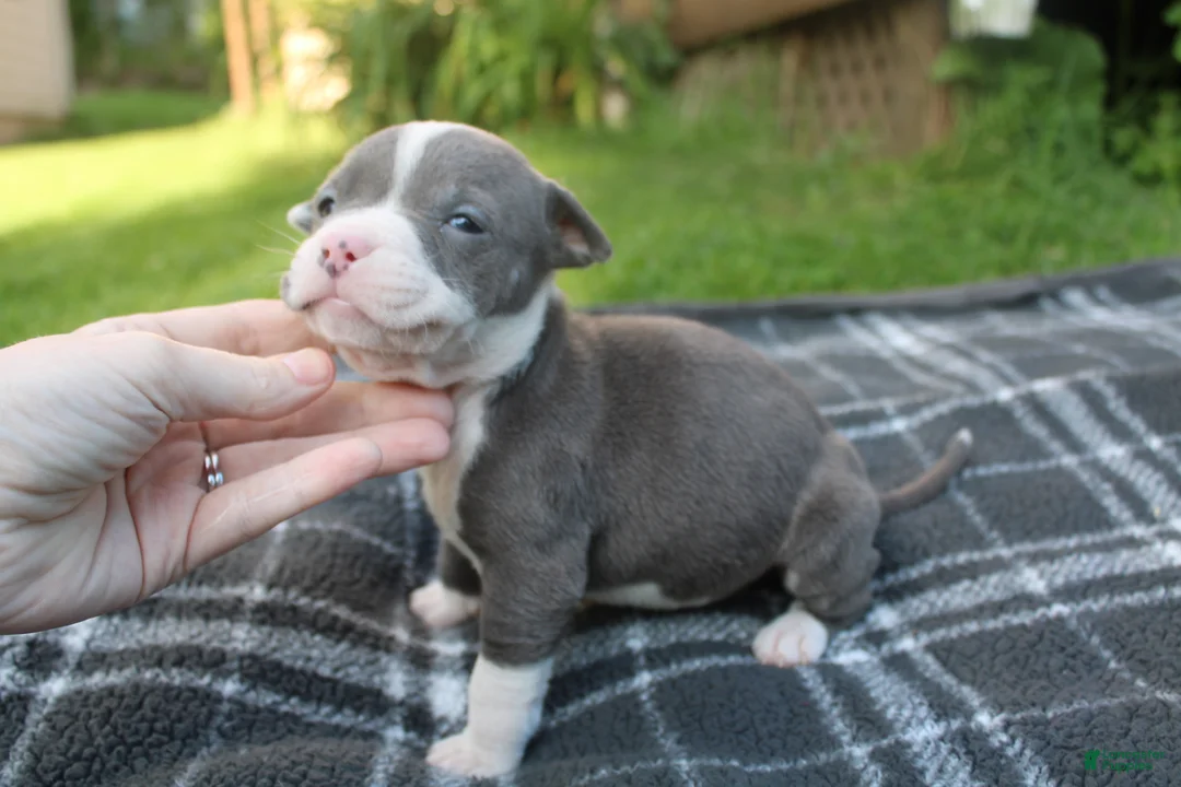 American Bully dogs for sale: Layla - Ad 2