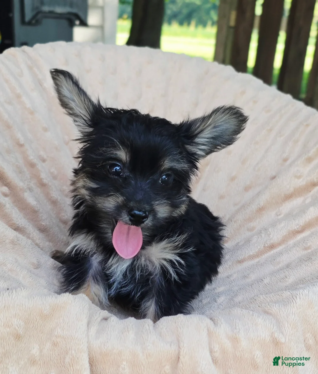 Yorkshire Terrier dogs for sale: Henry  - Ad 2