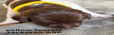 Yellow Female