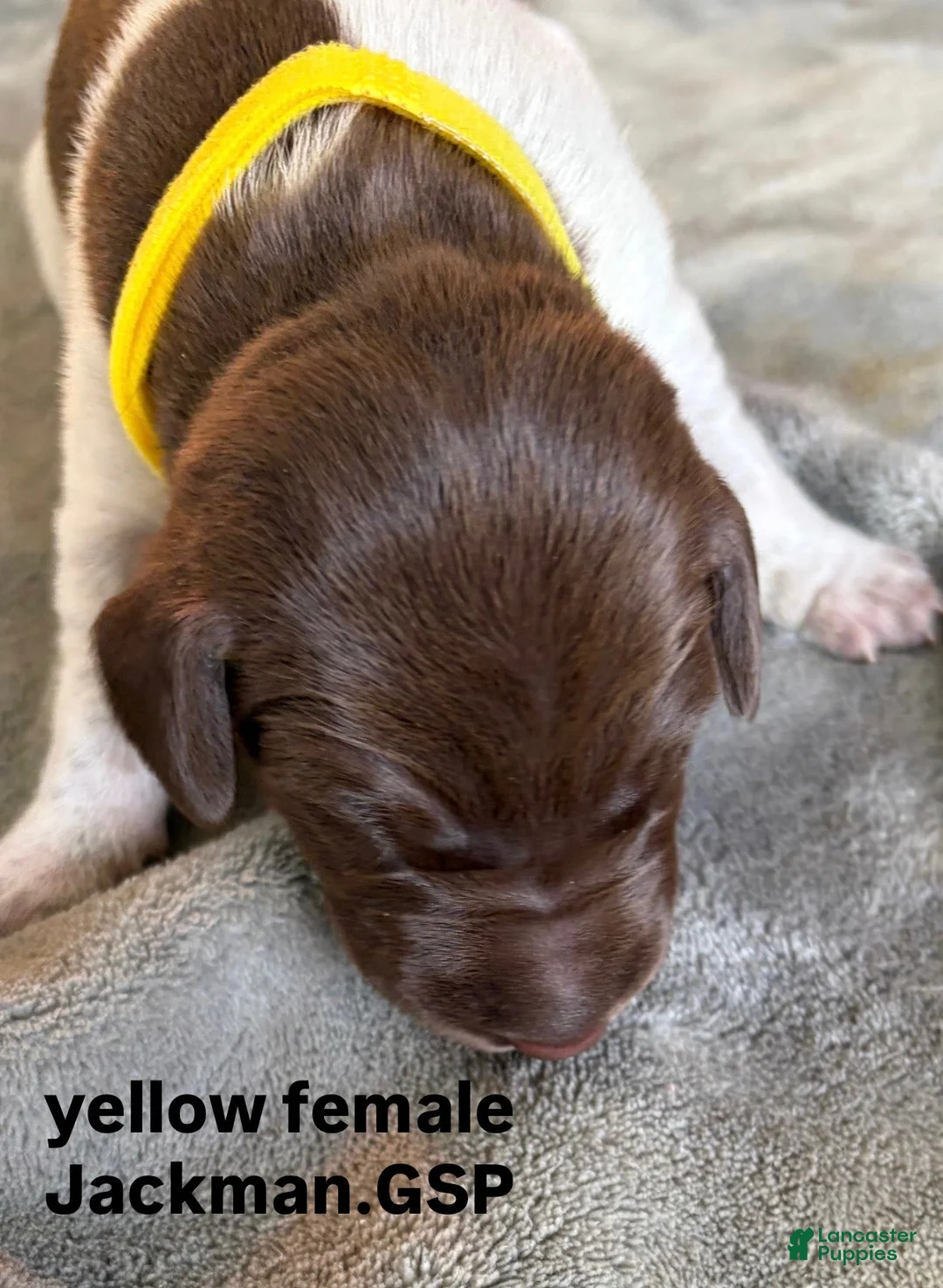 German Shorthaired Pointer dogs for sale: Yellow Female - Ad 1