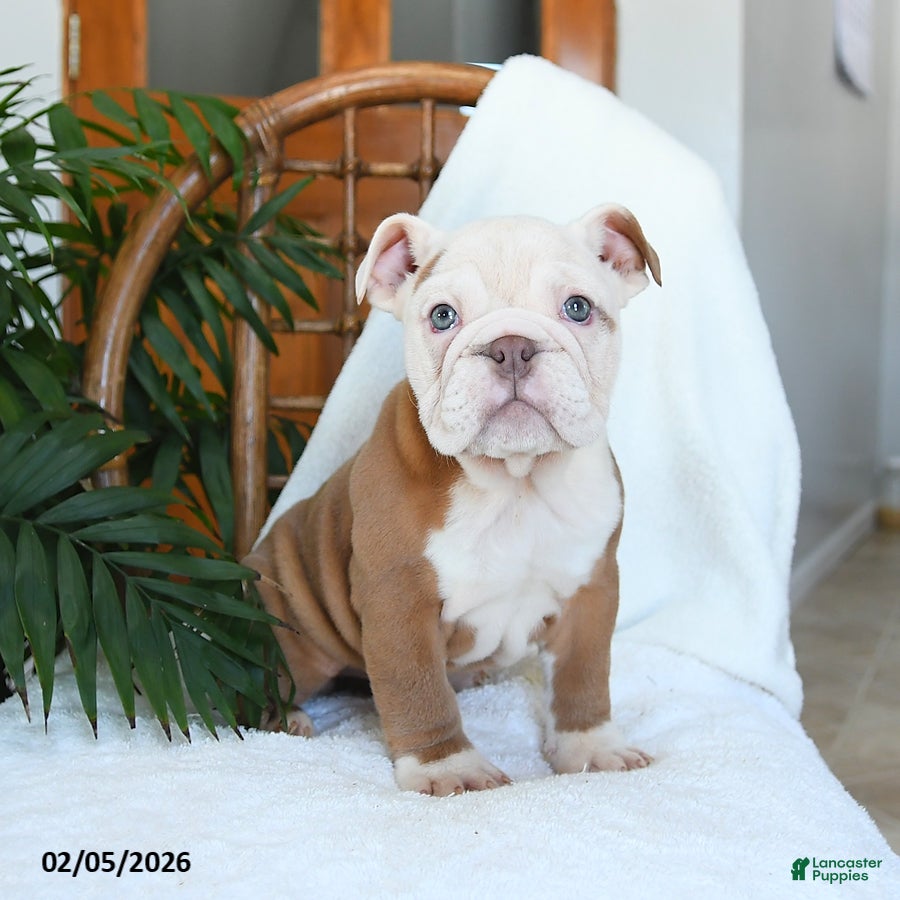 English Bulldog dogs Misty - Ad 4
