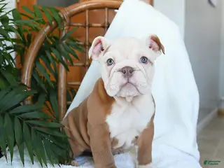 English Bulldog dogs Misty - Ad 4