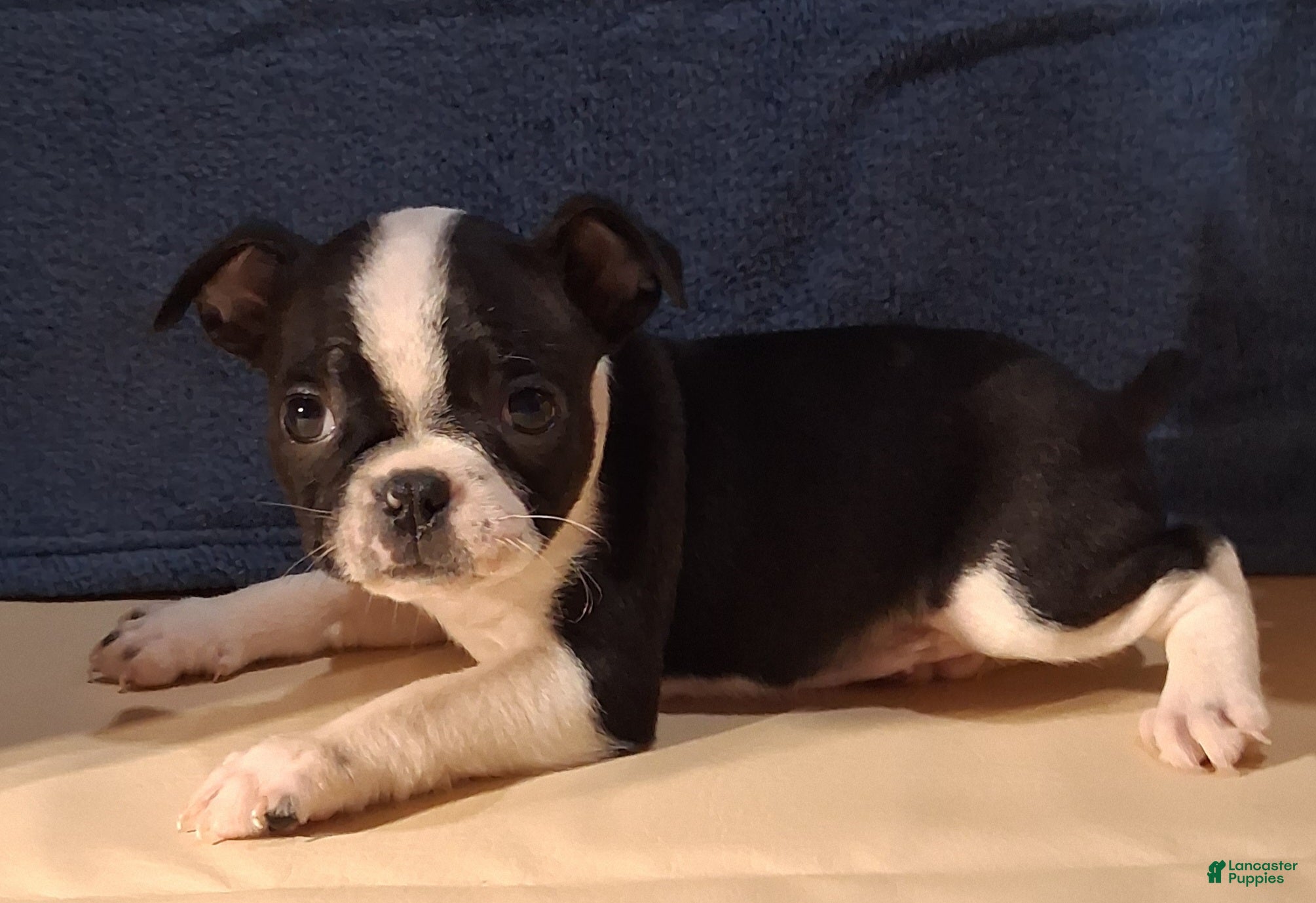 Boston Terrier dogs Emma - Ad 1