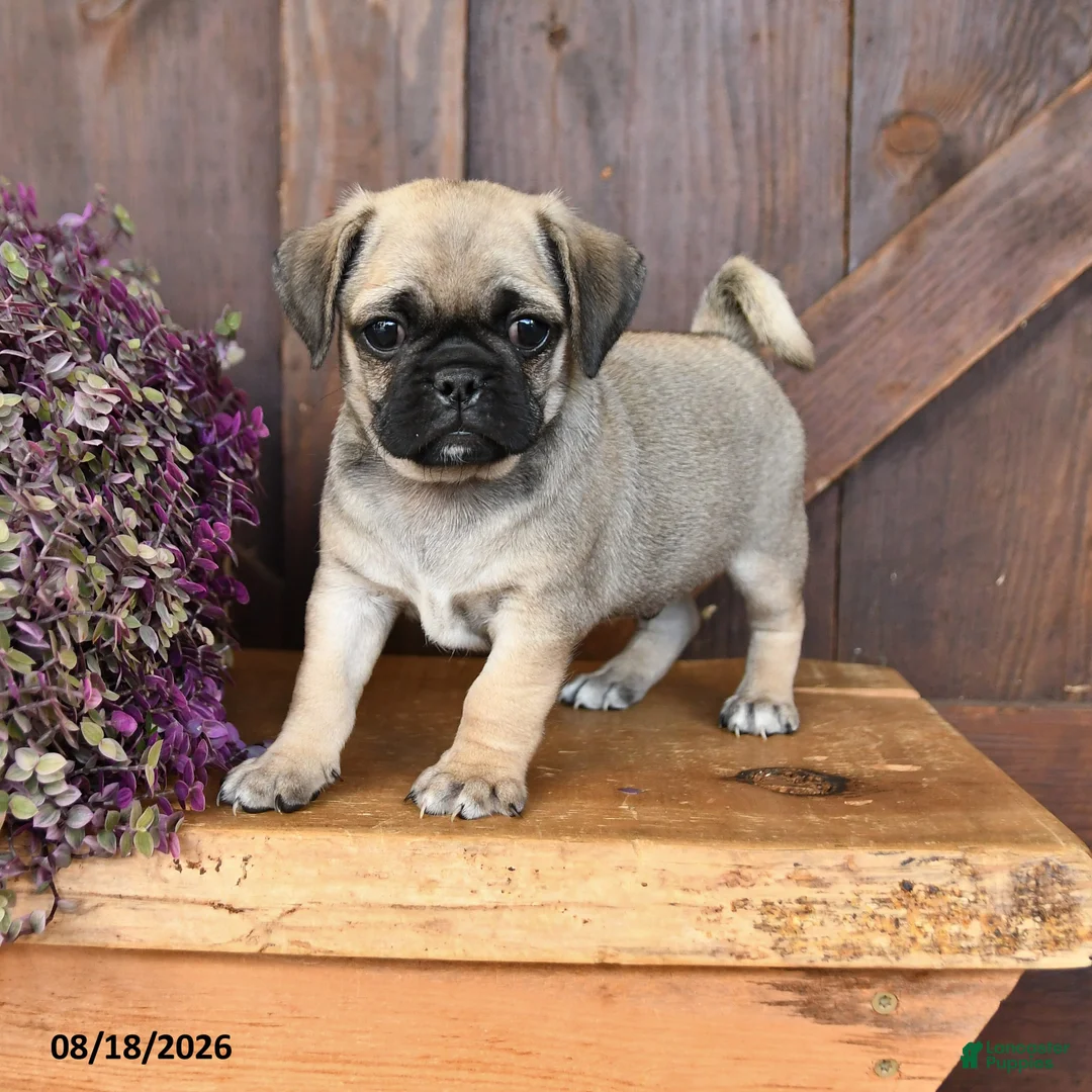 Mixed Breed dogs for sale: Landon - Ad 1