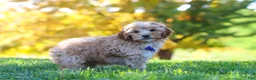 Yorkiepoo dogs for sale: Asher - Ad 5