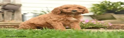 Goldendoodle dogs for sale: Rony - Ad 5