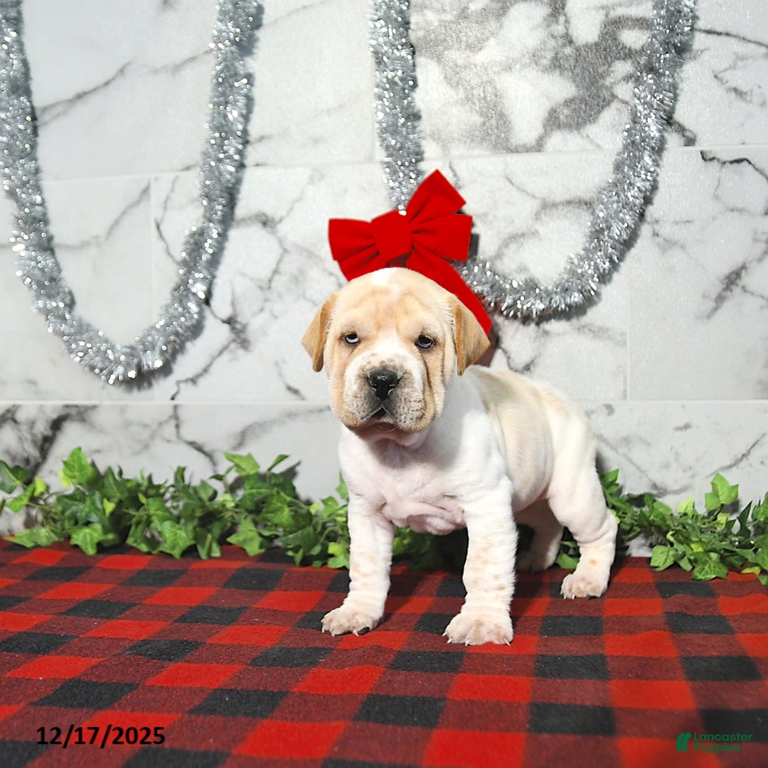 Mini Hippo dogs for sale: Butterscotch - Ad 1