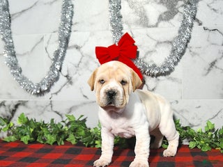 Mini Hippo dogs Butterscotch - Ad 2