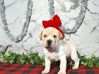 Mini Hippo dogs Butterscotch - Ad 8