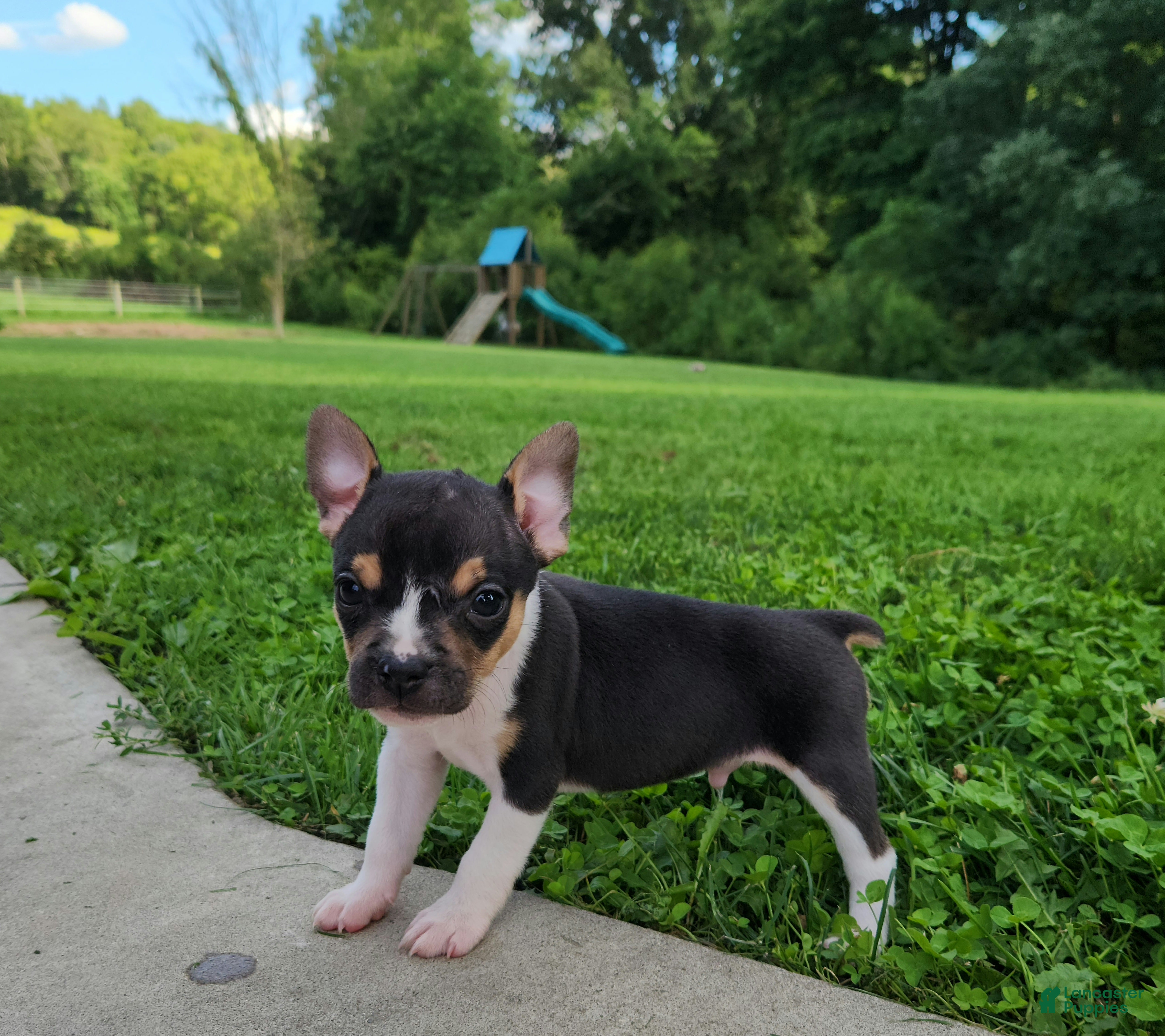 Mixed Breed dogs Stormy  - Ad 1