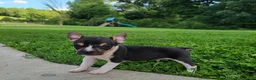 Mixed Breed dogs for sale: Stormy  - Ad 1