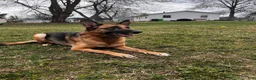German Shepherd dogs for sale: White - Ad 3