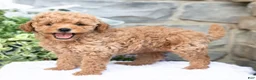 Havapoo dogs for sale: Angie  - Ad 4
