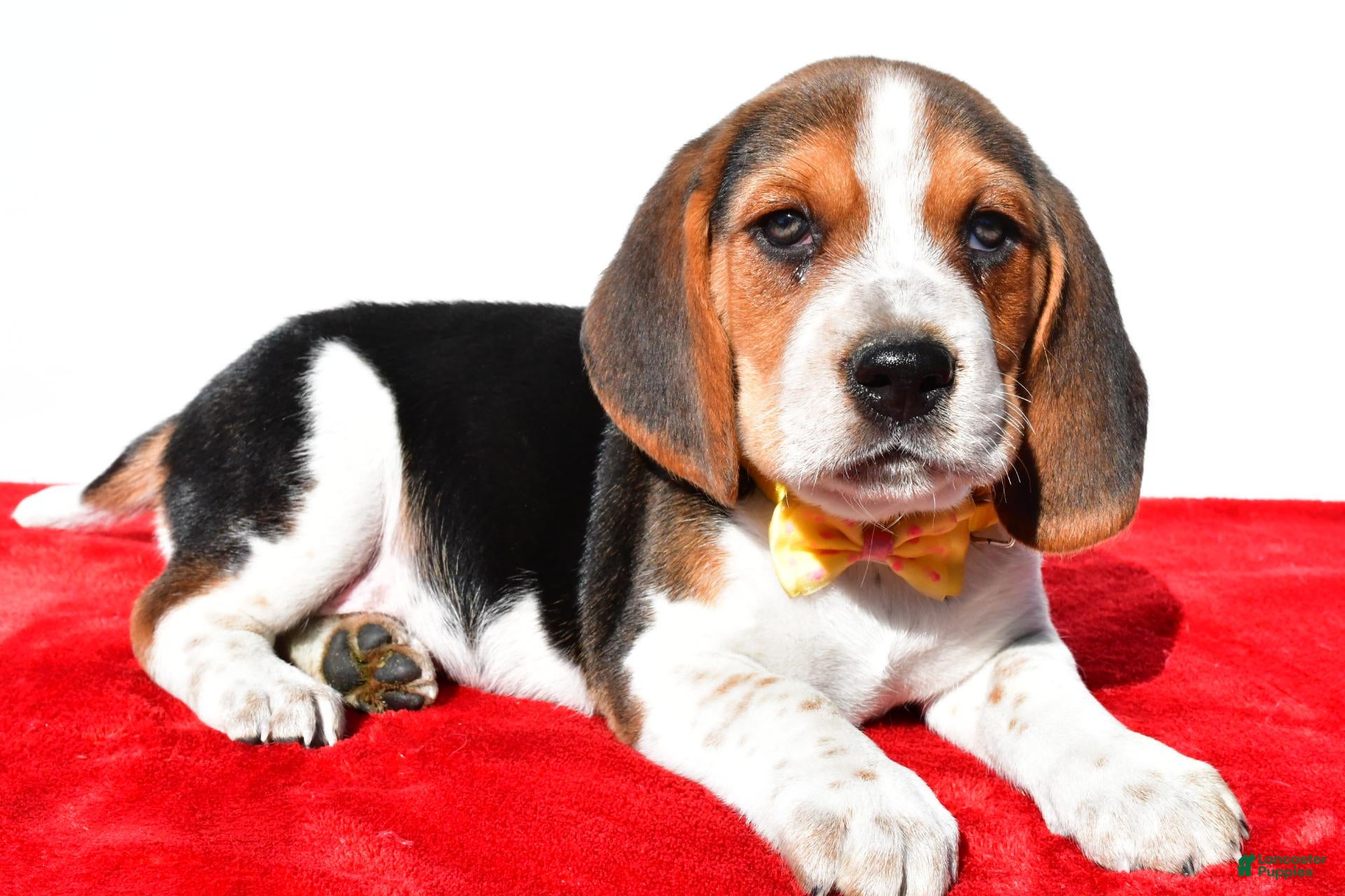Beagle dogs for sale: Mark - Ad 1
