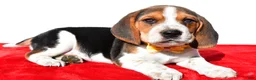 Beagle dogs for sale: Mark - Ad 1