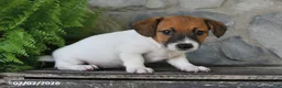Jack Russell Terrier dogs for sale: Macy - Ad 3
