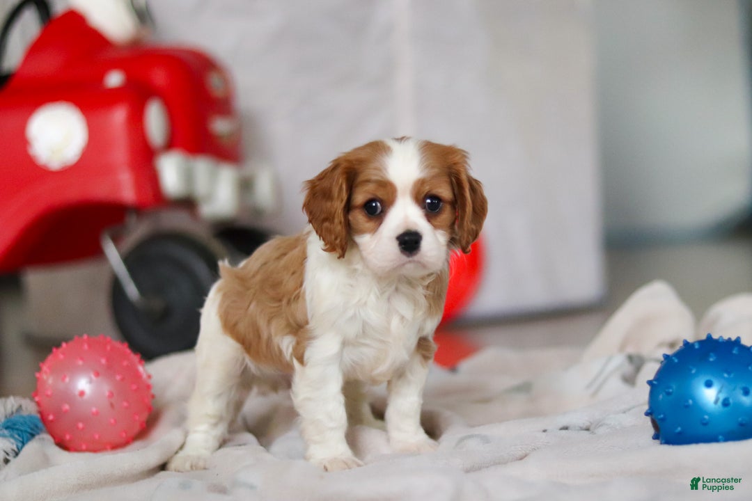Cavalier King Charles Spaniel dogs for sale: Finn - Ad 12