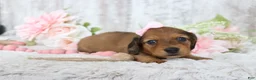 Miniature Dachshund dogs for sale: Muffin  - Ad 3