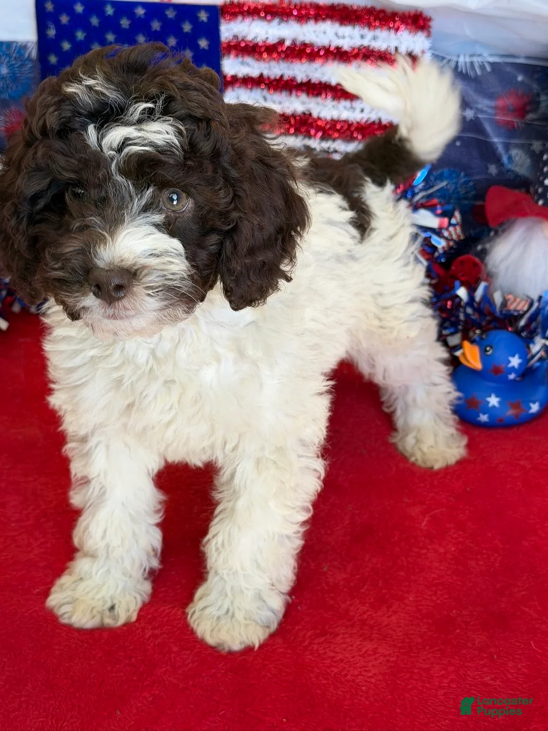 Mini Goldendoodle dogs for sale: Eva - Ad 4