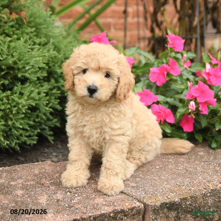 Miniature Poodle dogs Sugar - Ad 1