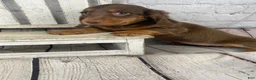 Miniature Dachshund dogs for sale: Ella - Ad 4