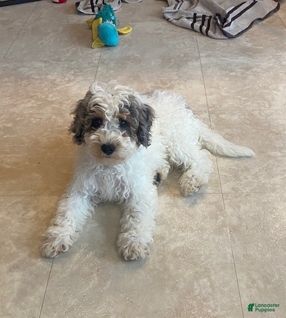 Mini Bernedoodle dogs Jeffrey - Ad 2