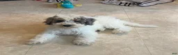 Mini Bernedoodle dogs for sale: Jeffrey - Ad 2
