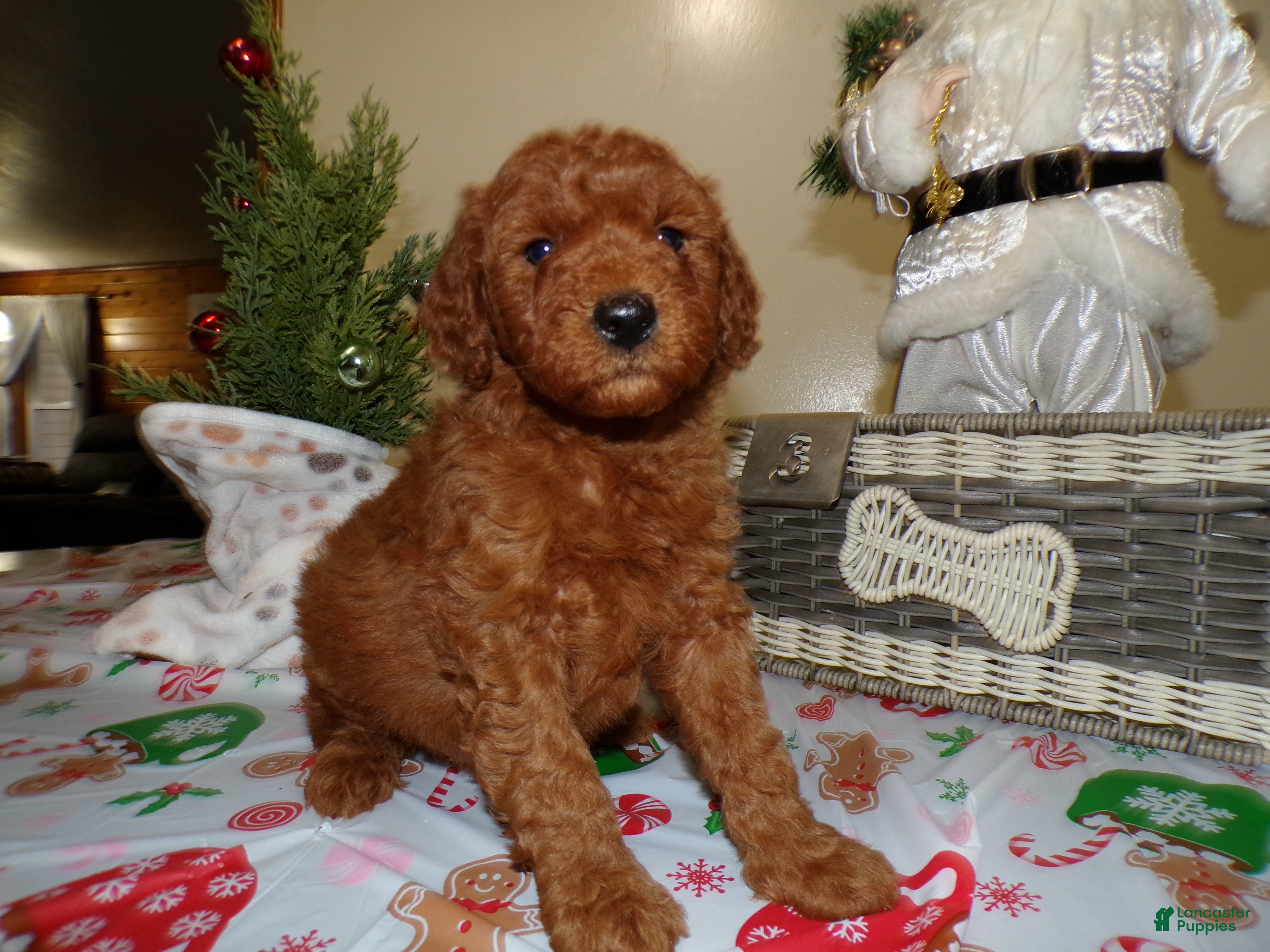 Miniature Poodle dogs Miniature Poodle Puppy 3 Jingle Bell - Ad 25